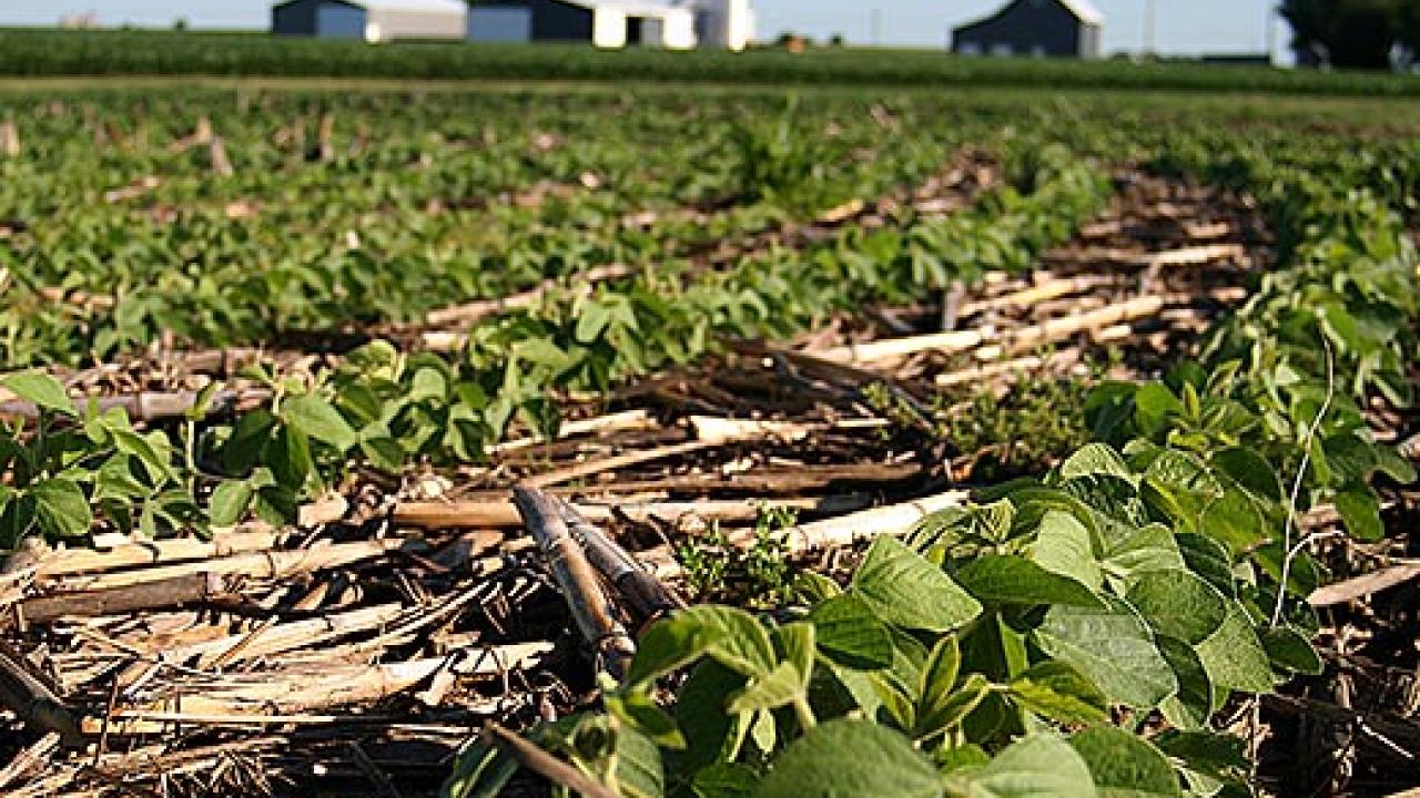 Field of soy beanswith farm buildings in the background