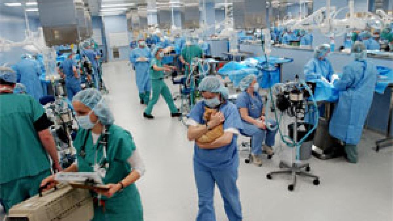 The new Veterinary Medicine Laboratory Facility surgery suite teems with activity last February as UC Davis students, staff and faculty members take part in Spay Day USA 2004 &mdash; a coast-to-coast effort to reduce unwanted pet populations. More t