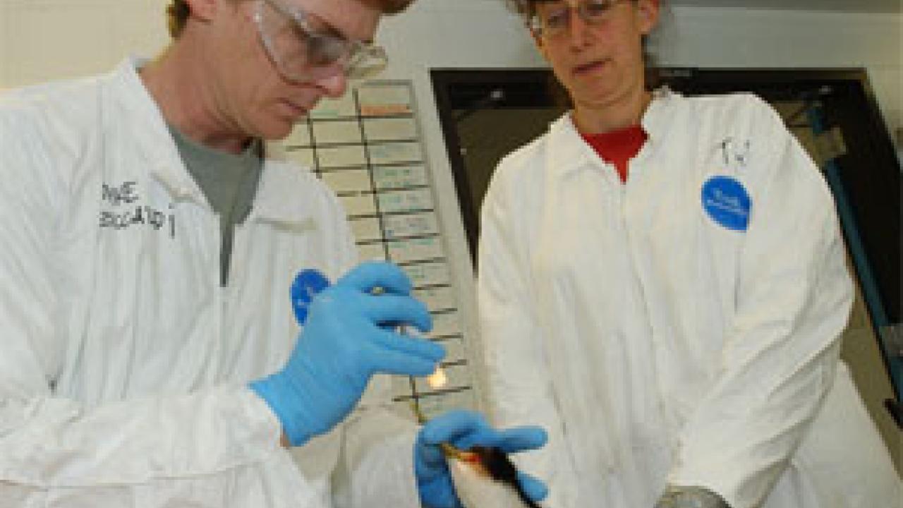 UC Davis veterinarian and oil-spill expert  Michael Ziccardi, left, examines an oiled grebe at the UC Davis oiled-bird rescue center in San Pedro. At right is Tamar Danufsky, director of an oiled-bird rescue center in Humboldt. 