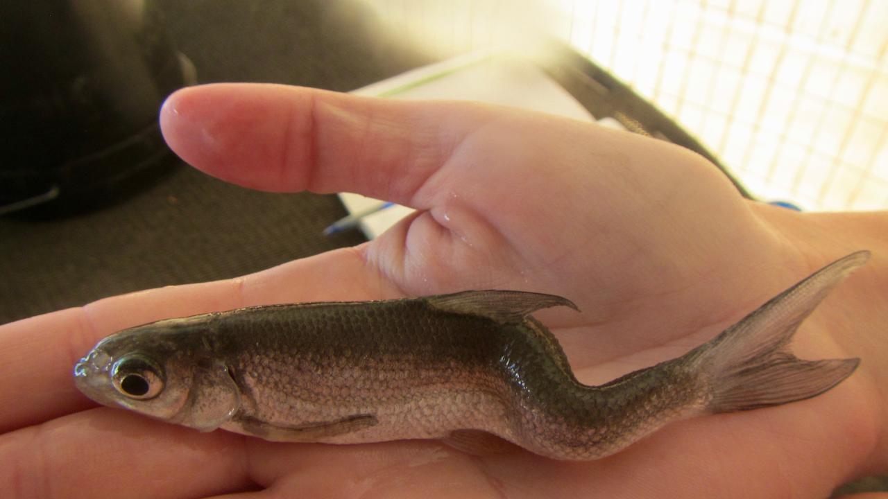 Splittail minnow with deformed spine