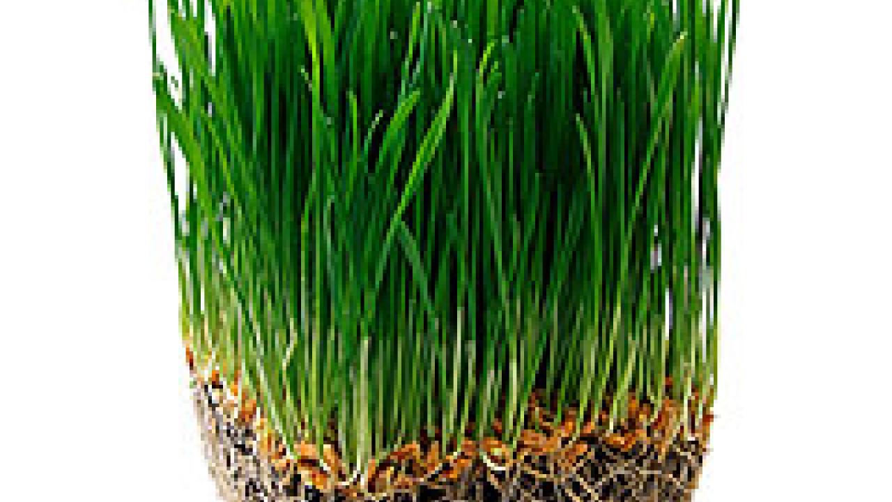 Photo: sprouted grains with roots