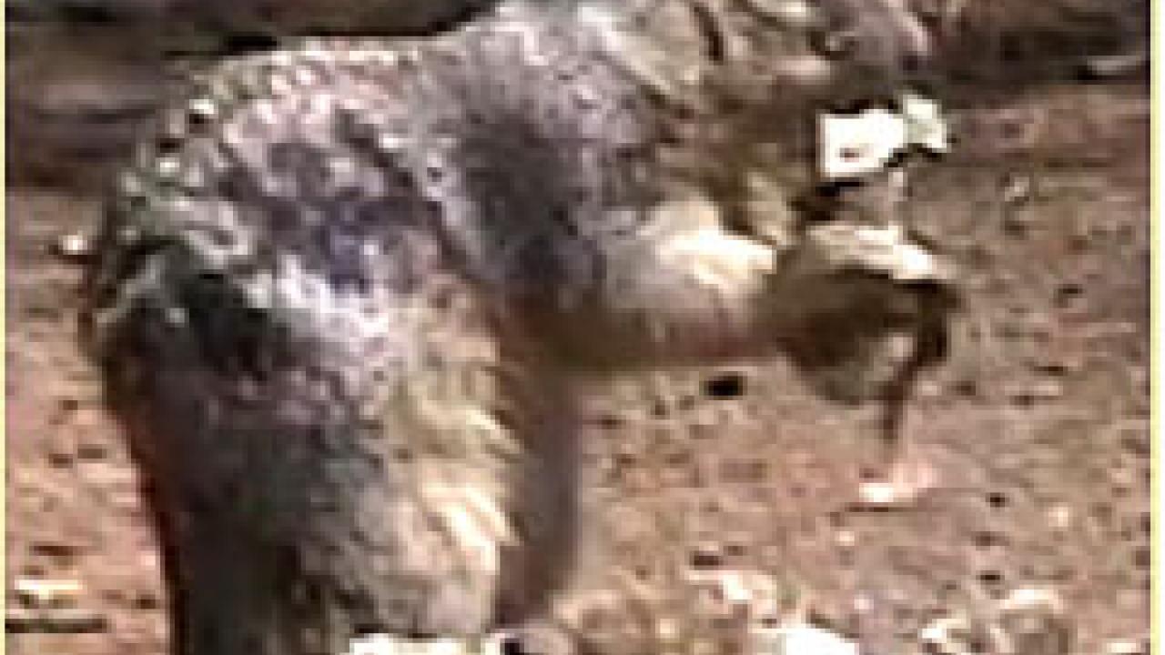 Photo: Squirrel chewing on snake skin