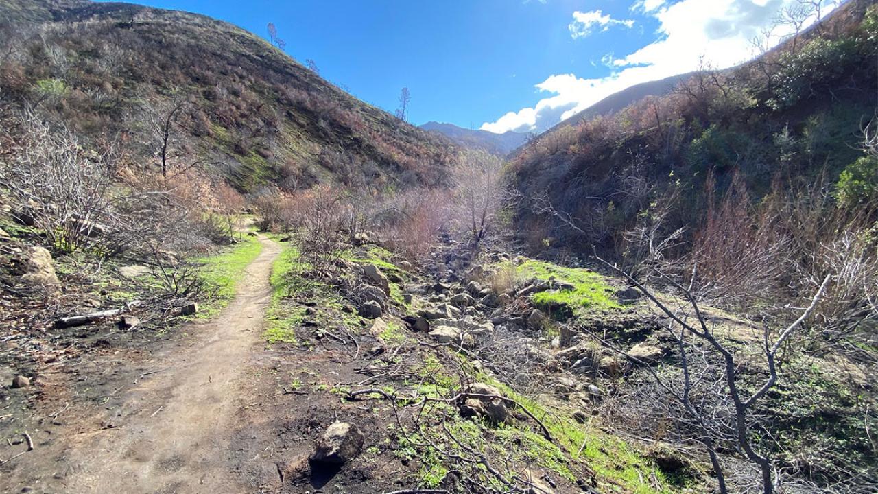 Stebbins Cold Canyon trail