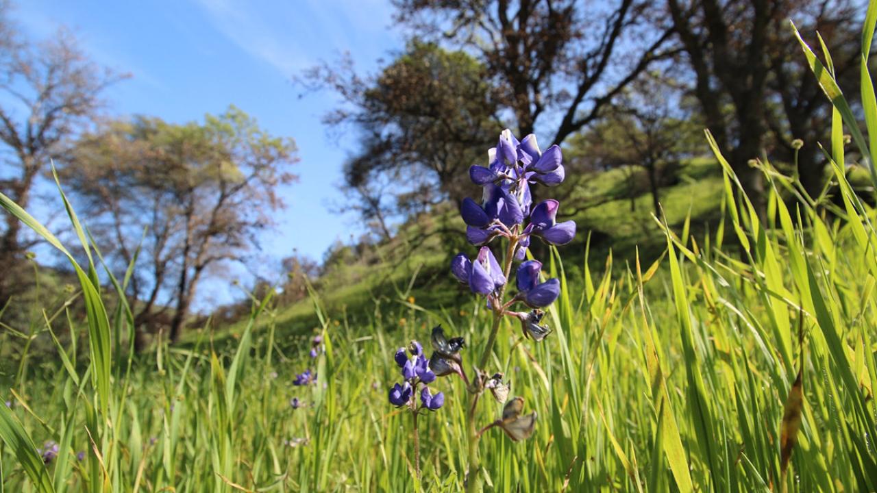 Wildflowers at Stebbins Cold Canyon Natural Reserve.