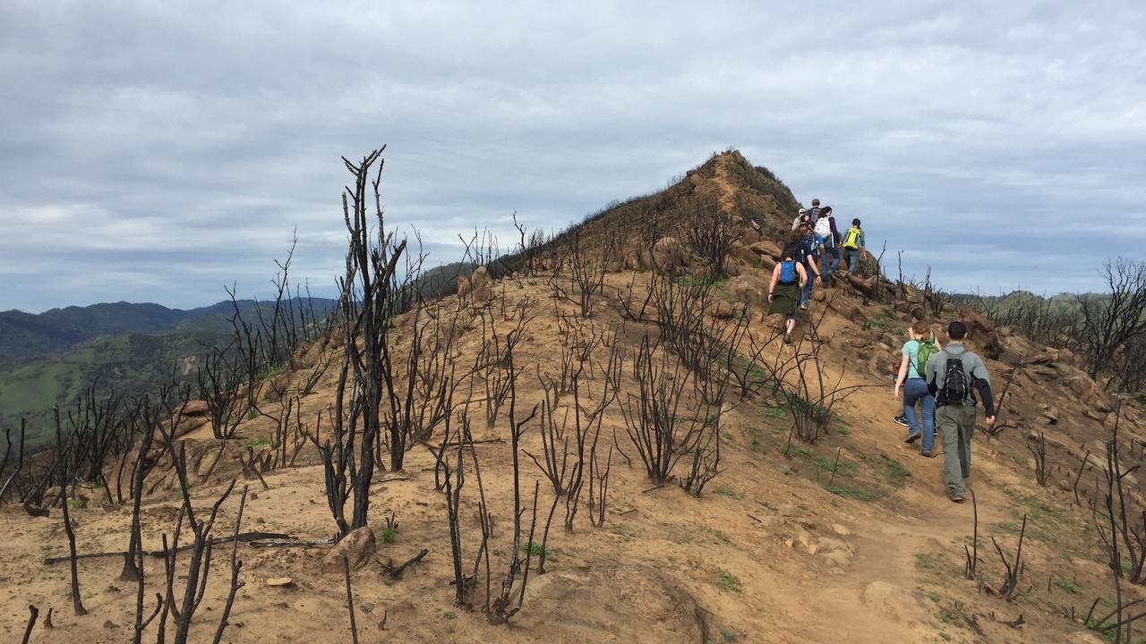 Students in a UC Davis fire ecology class walk along a burned ridge