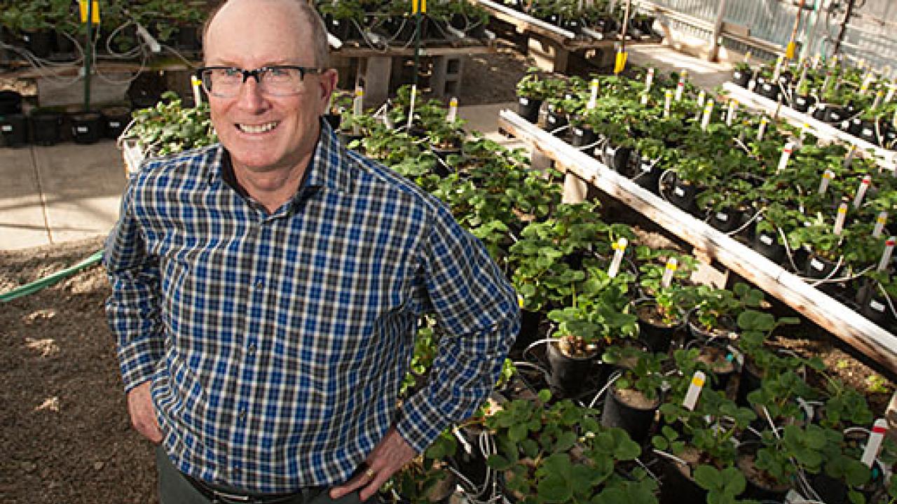 Steve Knapp standing in front of rows of strawberry plants in a greenhouse