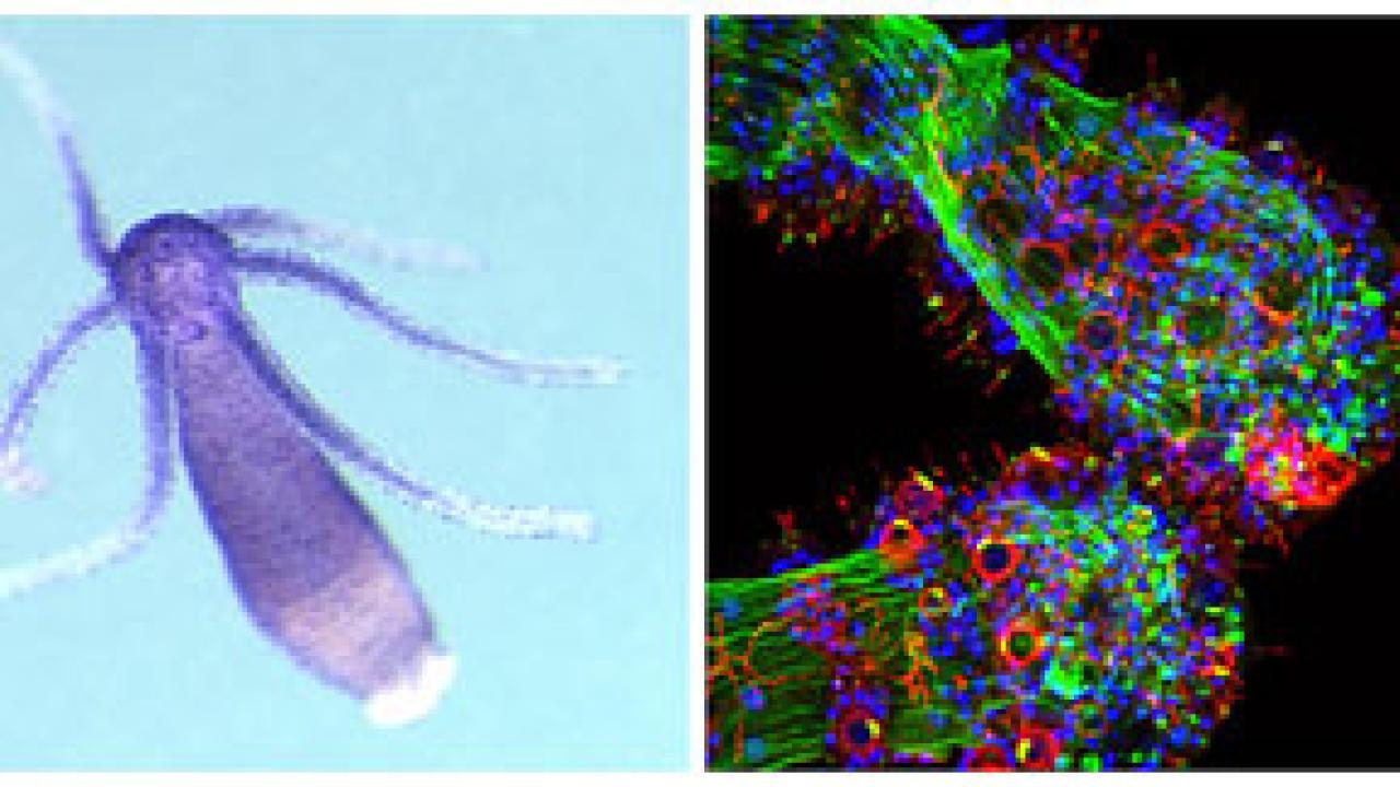 Two photos: insect on left, Colorful glob with circles and sparkles on right