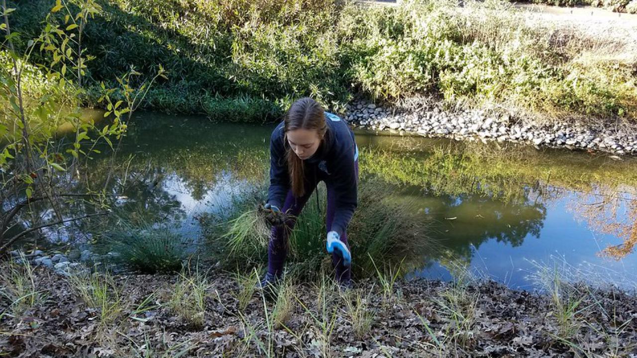 Student plants grasses near waterway.