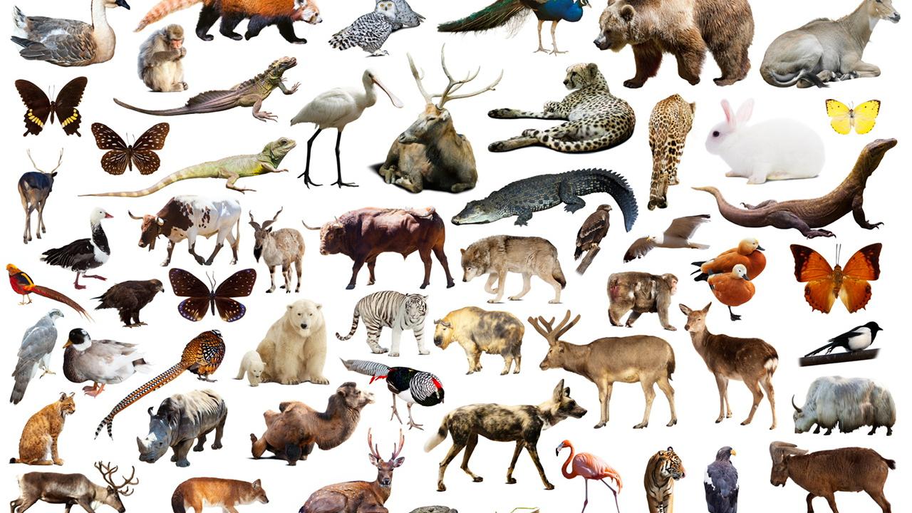 Animals