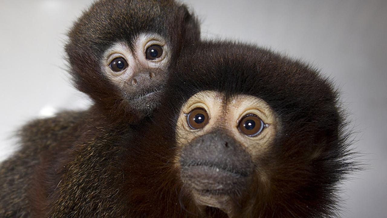 Titi monkey mother, right, with infant on her back