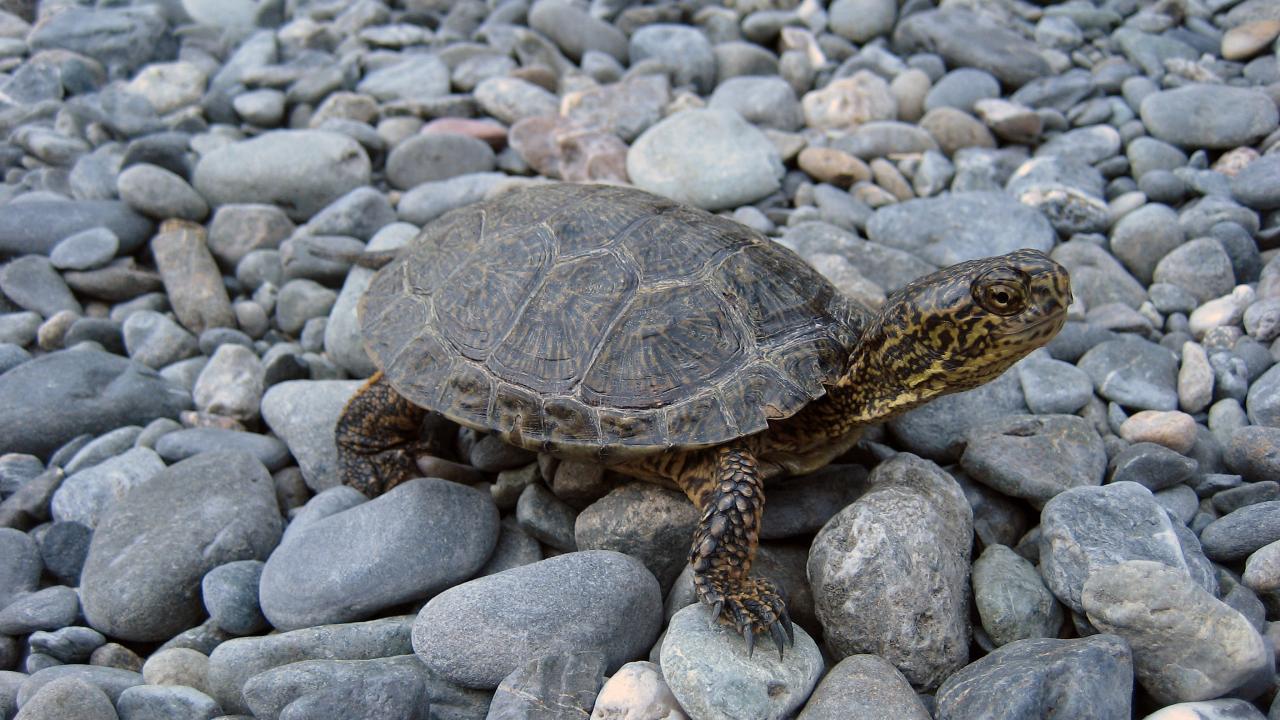 Western pond turtle