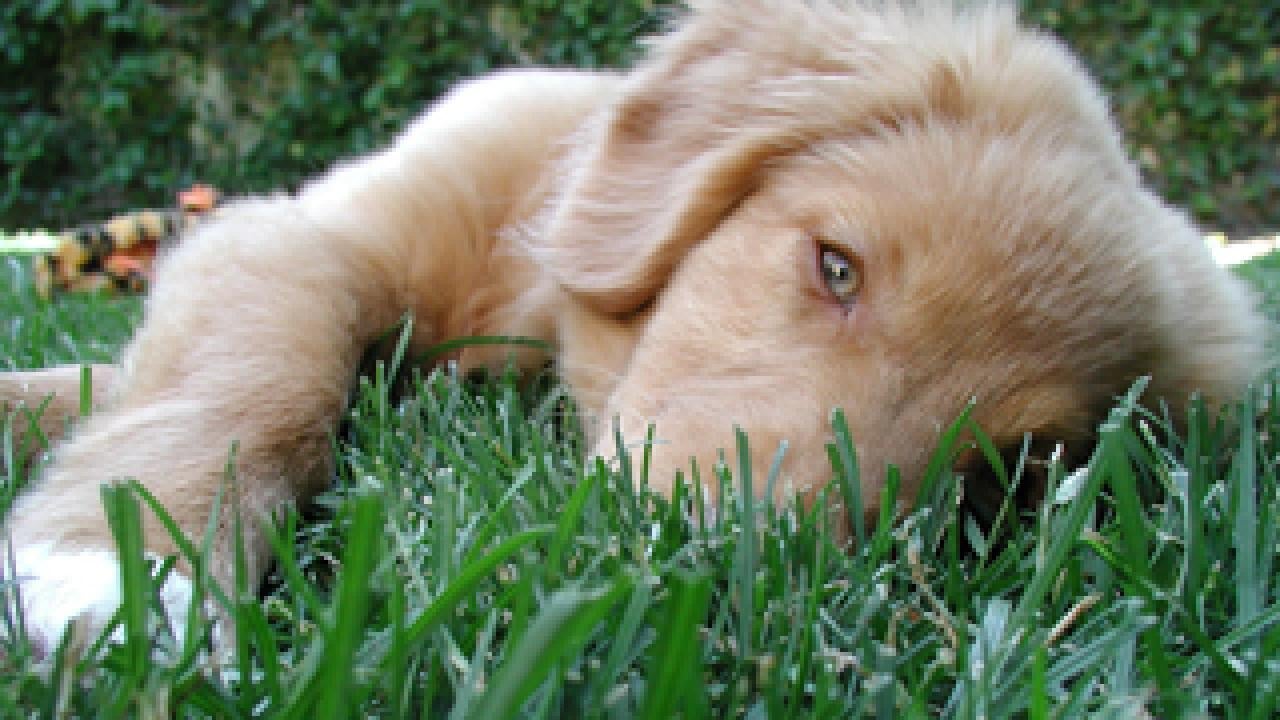 This puppy is a Nova Scotia Duck Tolling Retriever, the breed with the newly discovered genetic mutation for cleft palate. Read <a href="http://www.vetmed.ucdavis.edu/whatsnew/WhatsNew.cfm">more news</a> from the School of Veterinary Medicine.