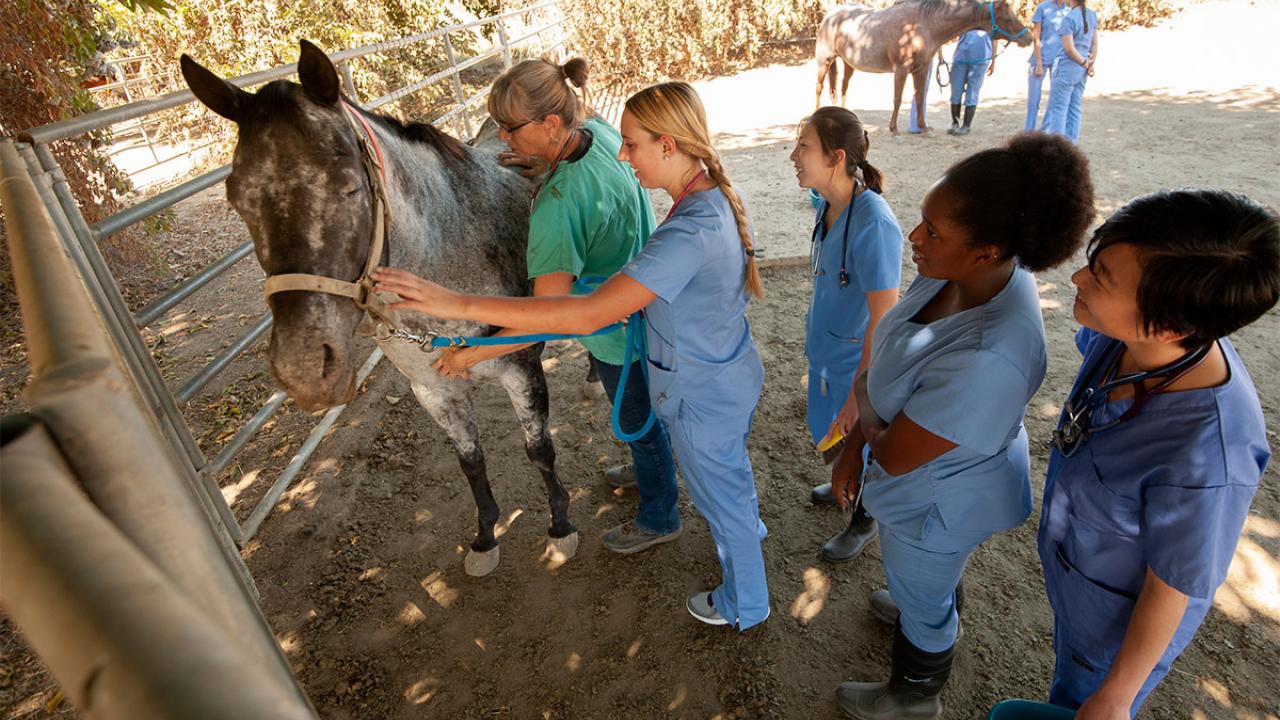 Students examine a horse.