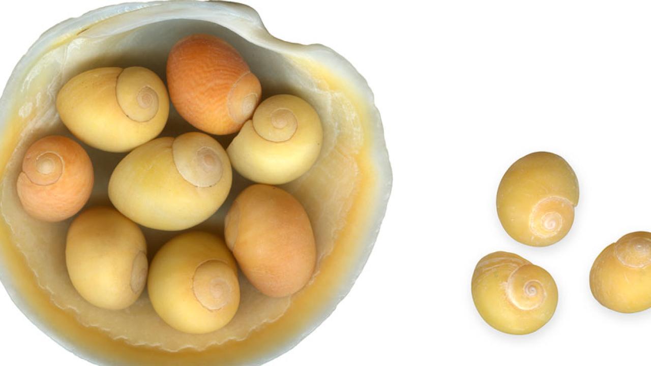 Yellow snail seashells. eight in a larger shell, three off to the side