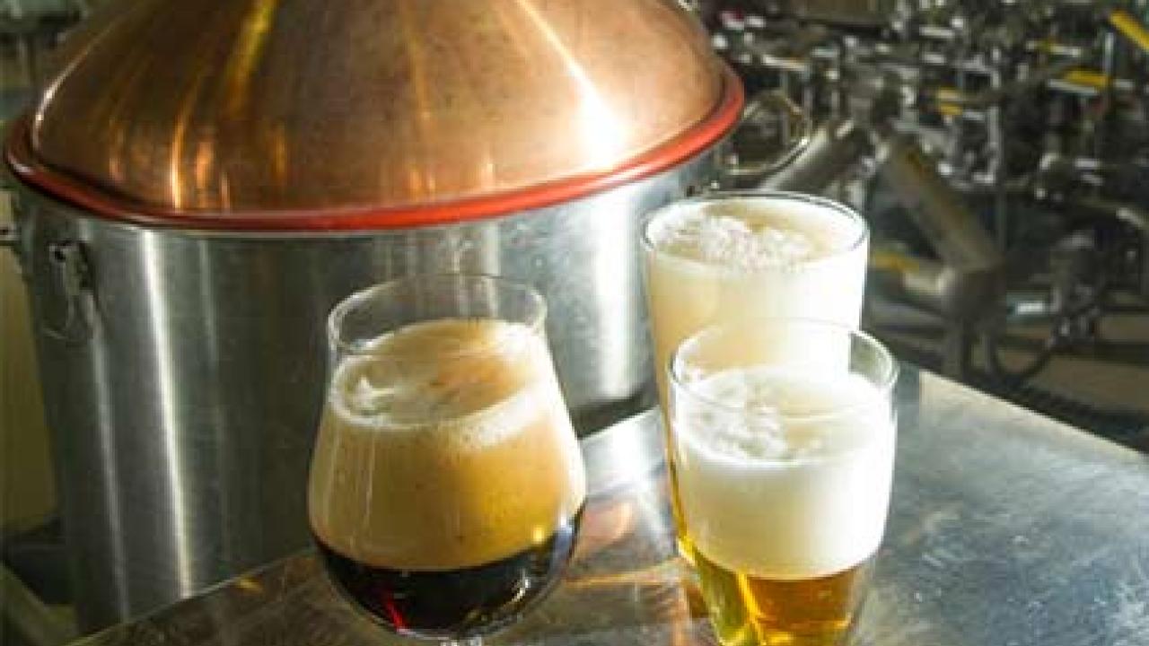 Three foamy glasses of beer in front of a copper tank and the brewing facility at UC Davis