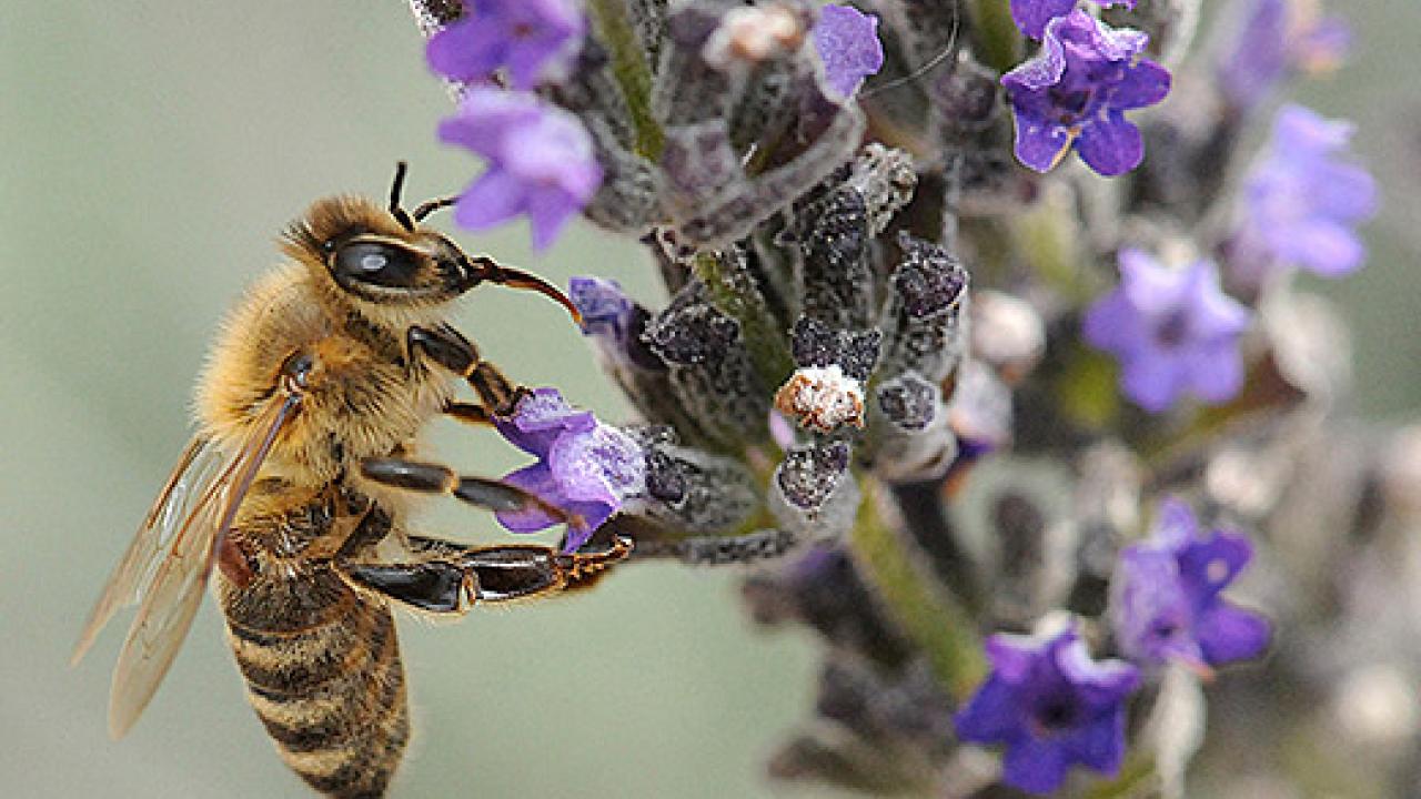 Bee sucking nectar from a blue flower