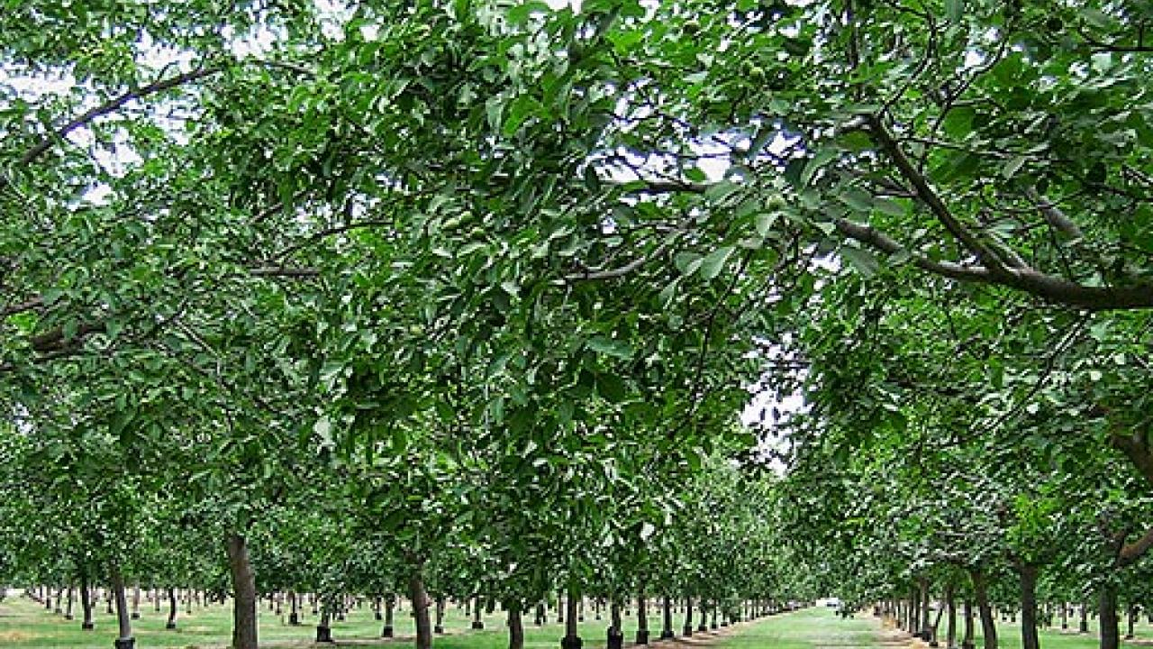 Walnut orchard