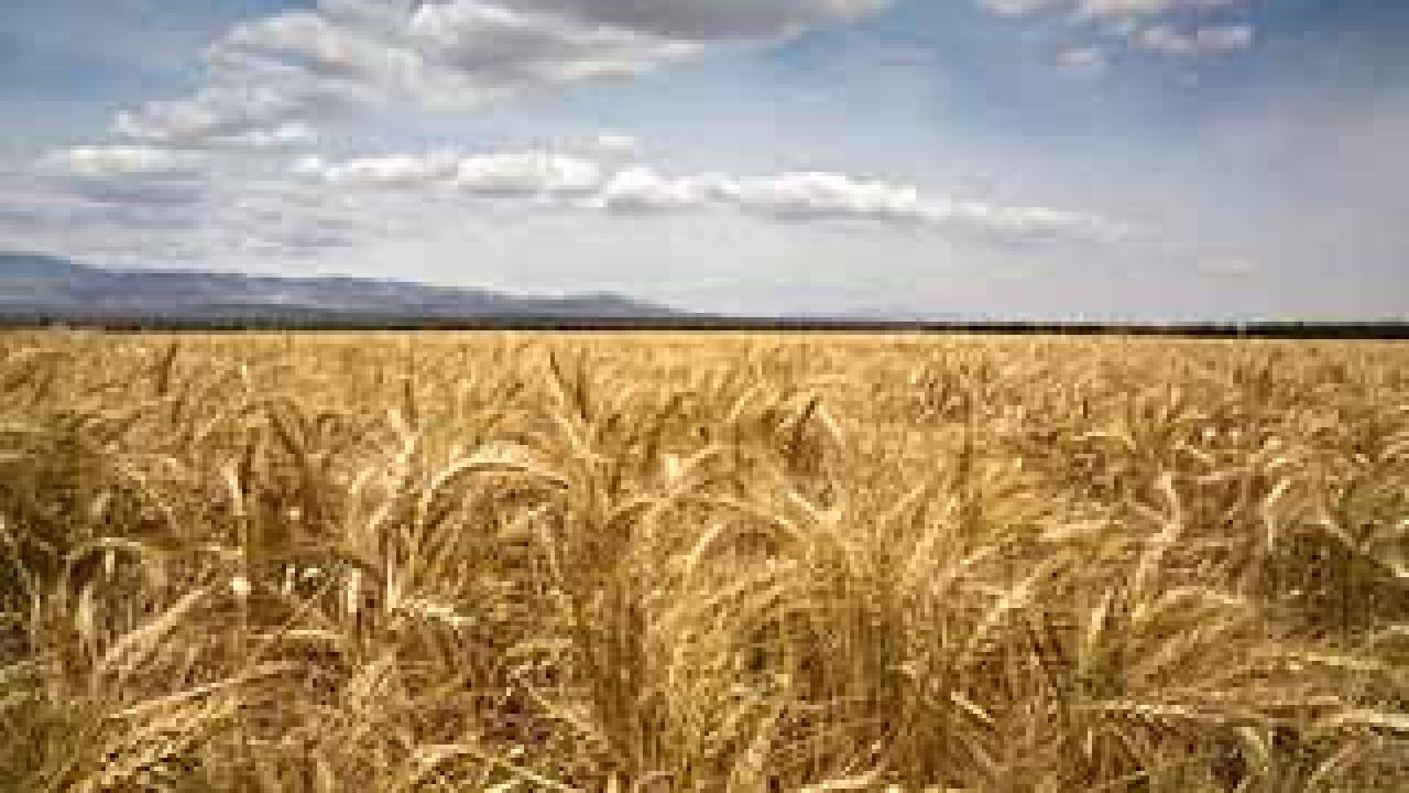 Photo: field of wheat with clouds in the sky