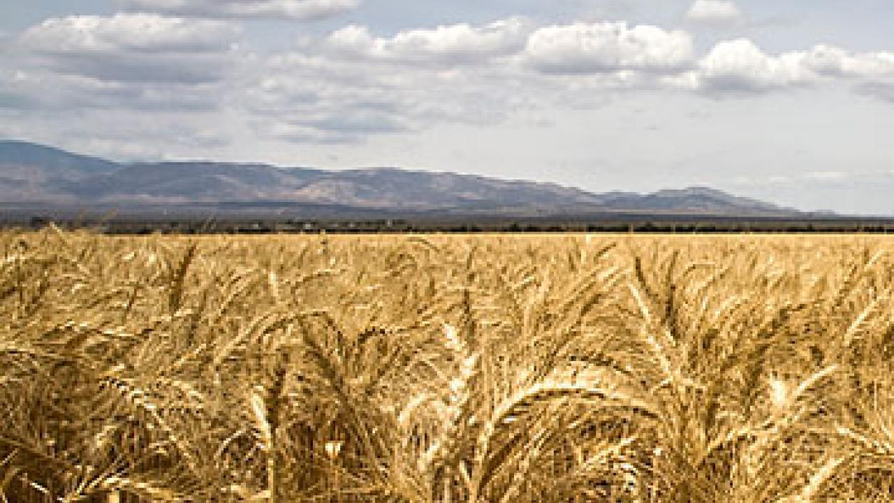 Photo: Wheatfield under clouded sky