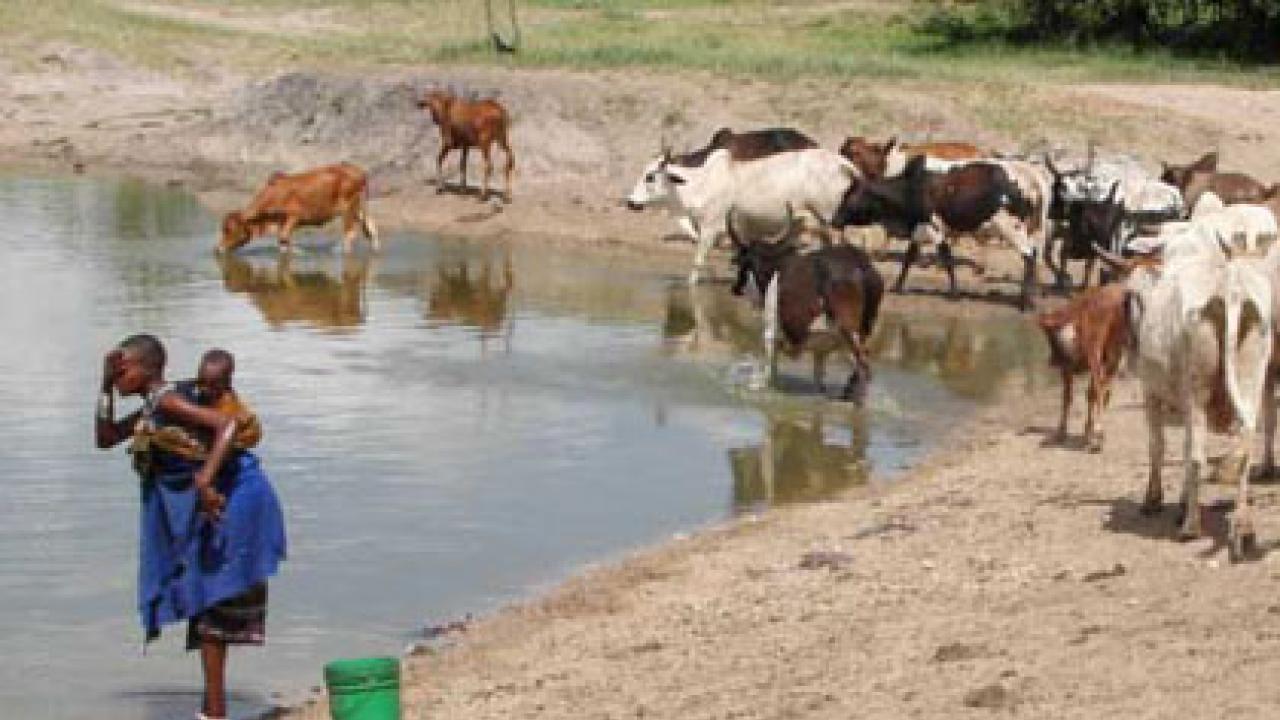 Photo: woman standing at water's edge with cattle standing and drinking in the water near her.
