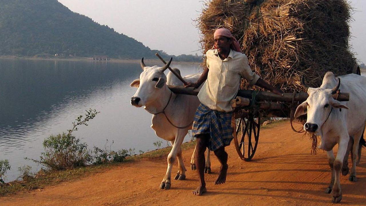 Man pulling a hay cart with the help of two draft animals