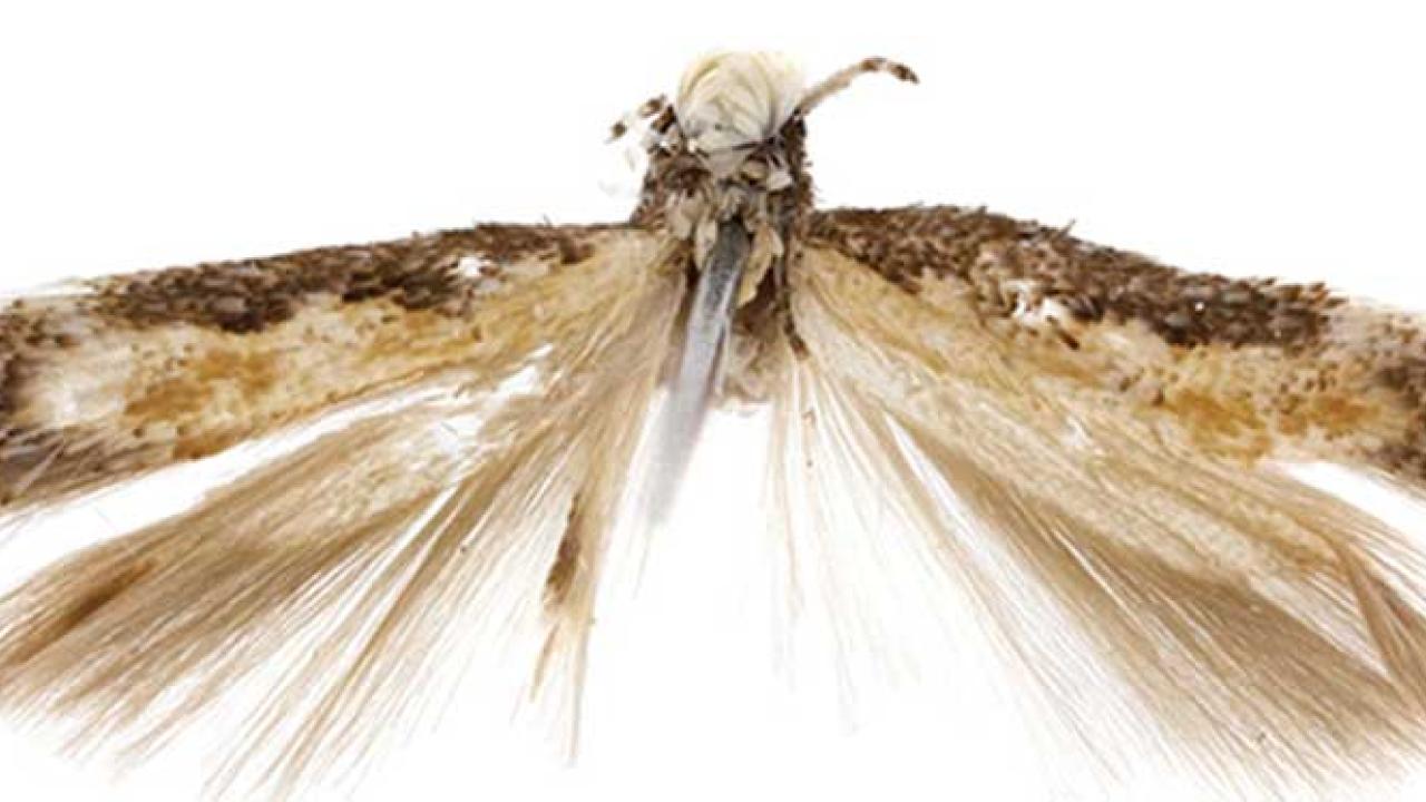 Photos: Neopalpa donaldtrumpi.