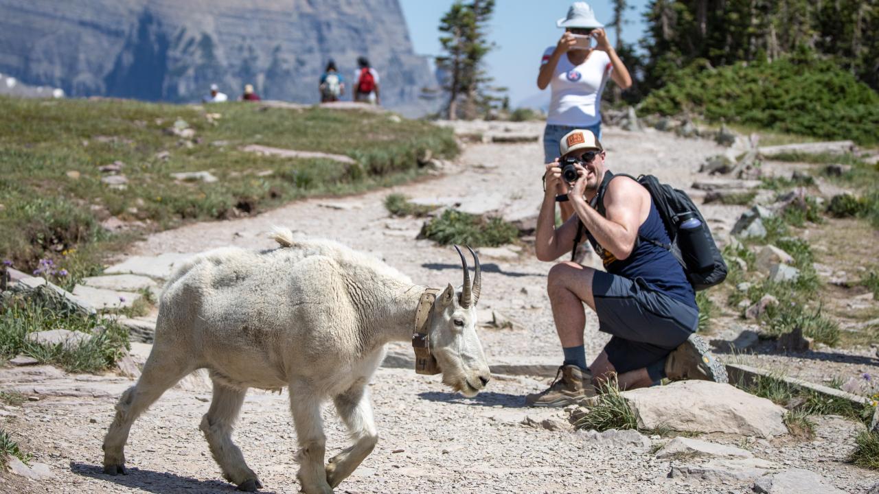 A mountain goat on a trail walks past hikers taking its photograph with mountains, rocks and plants in scence