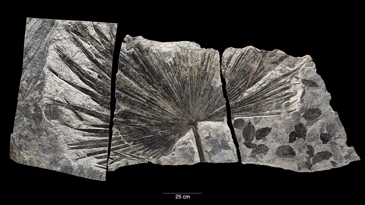 Outline of a palm-like leaf on grey stone against a black background. 