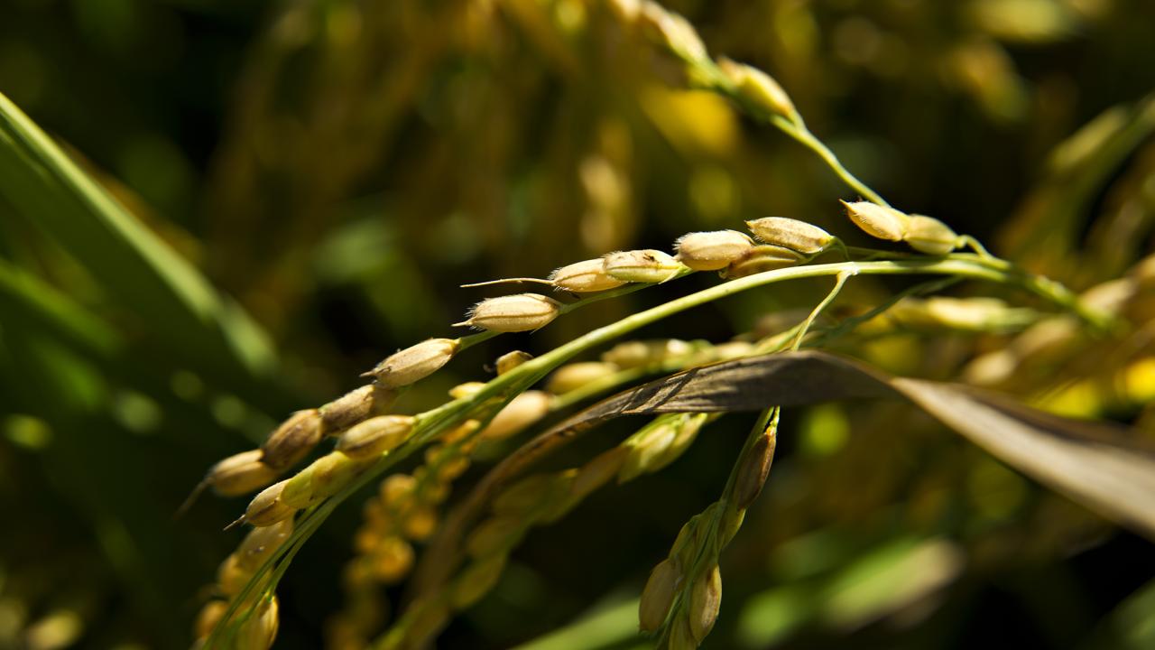 Seeds on a head of rice against a background of vegetation. 