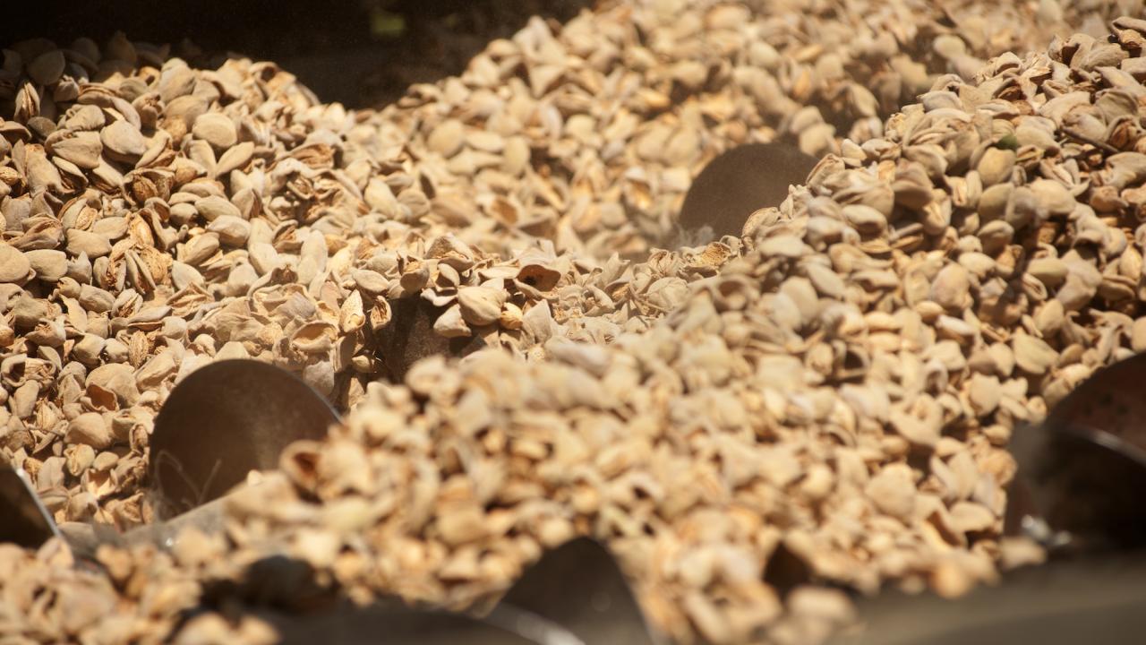 UC Davis researchers developed an online tool that tracks agricultural leftovers, like almond hulls shown here in a large pile, to help reduce food waste and inspire new uses. (Gregory Urquiaga/UC Davis)
