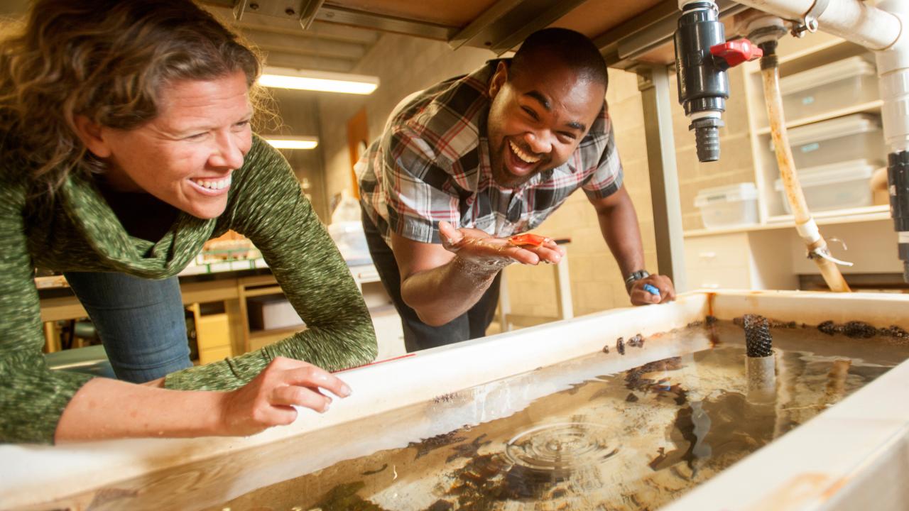 people looking through tank of sea stars