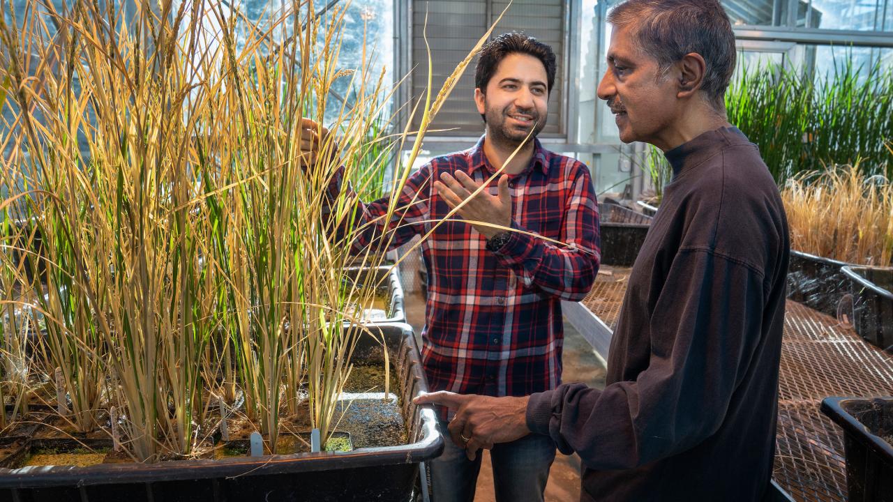 A man with dark hair in a plaid shirt gestures towards a stand of tall grasses in a greenhouse. To the right in profile is an older man wearing a dark shirt. 