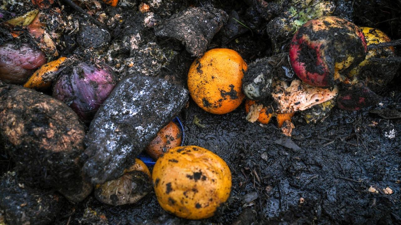 Oranges, apples, squash, and other fruits and vegetables lie in a muddy compost pile at a recycling facility in Placer County, California. UC Davis researchers have found that states’ food waste policies emphasize food waste composting rather than prevention or rescue. (Karin Higgins / UC Davis)