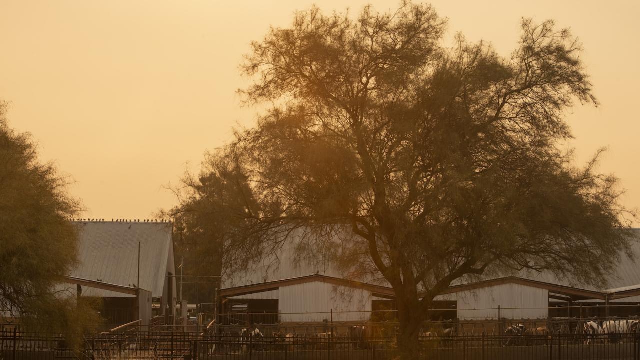Smoke from a 2020 wildfire over a livestock barn for dairy cattle on the UC Davis campus. (Gregory Urquiaga / UC Davis) 