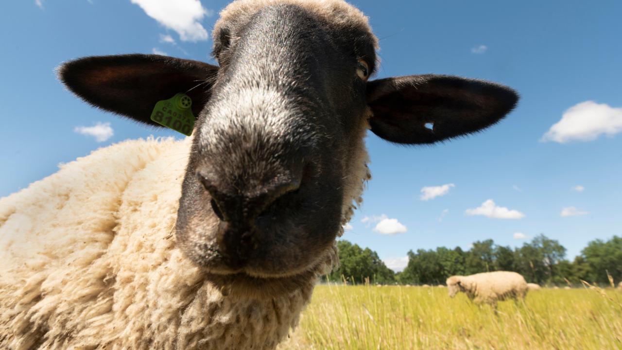 Head of a blackface sheep looking into the camera. 