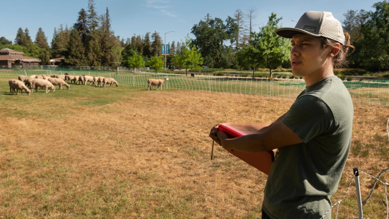 man standing in sheep pen