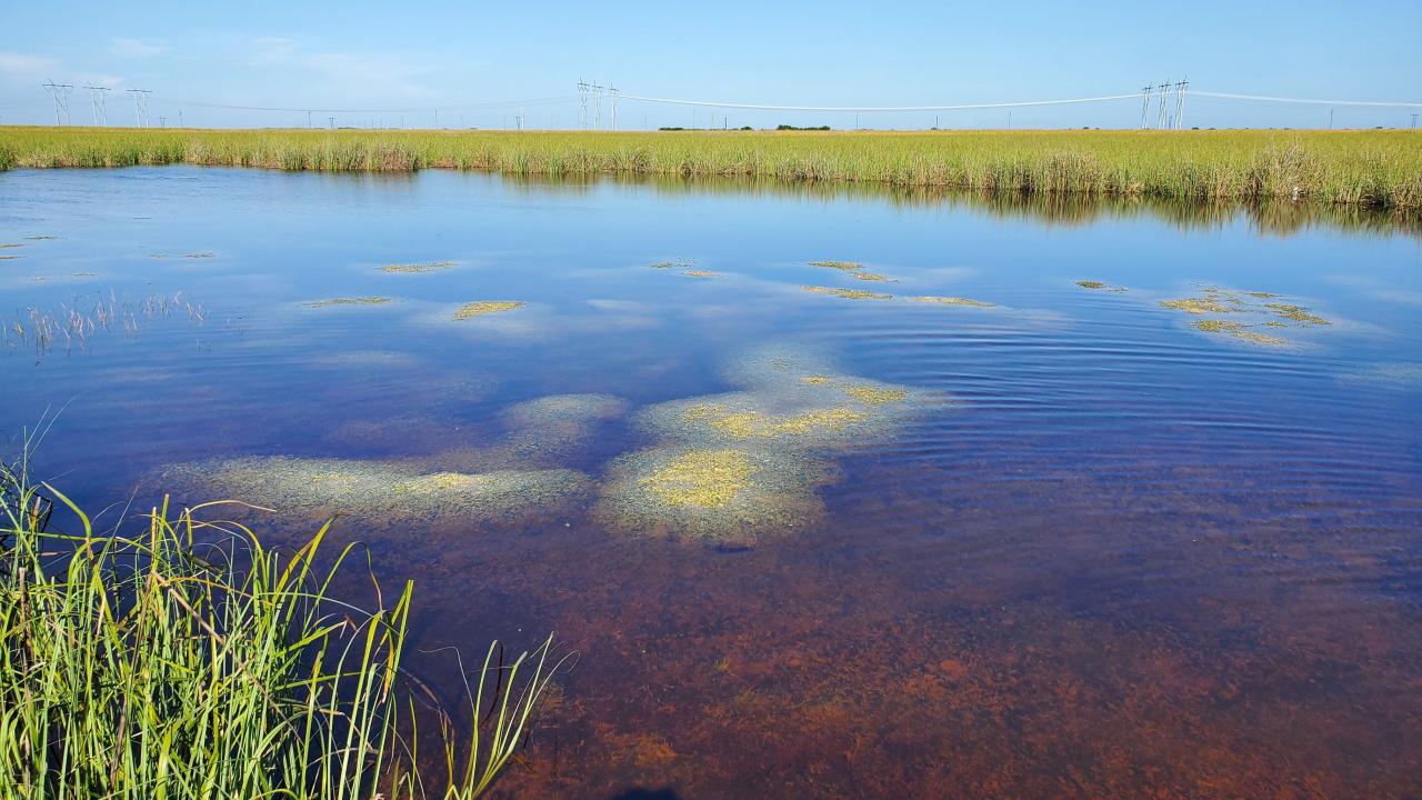 Green weedy vegetation grows in front of shallow water in the Florida Everglades, with more vegetation in background 