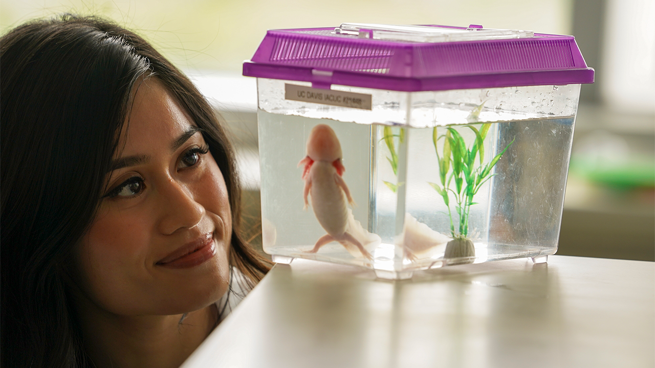 A graduate student looks closely and smiles at a pink axolotl in a small aquarium.