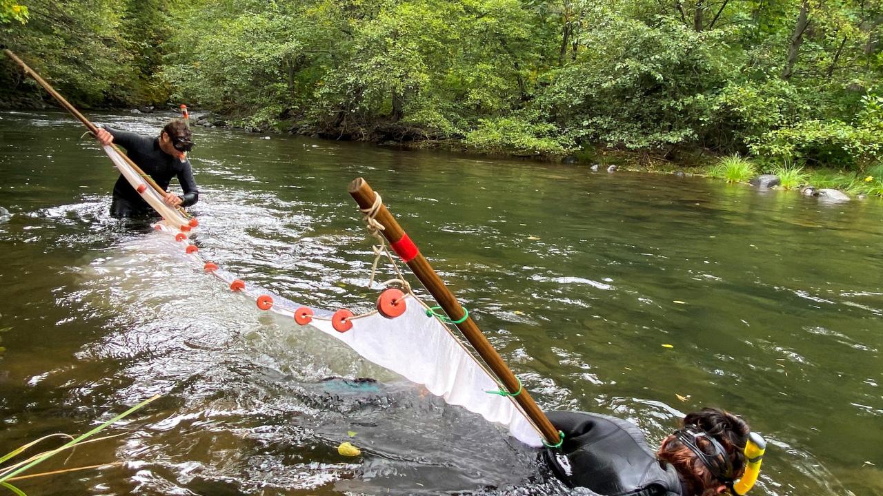 fisheries biologists use a net to collect fish from a creek during fall