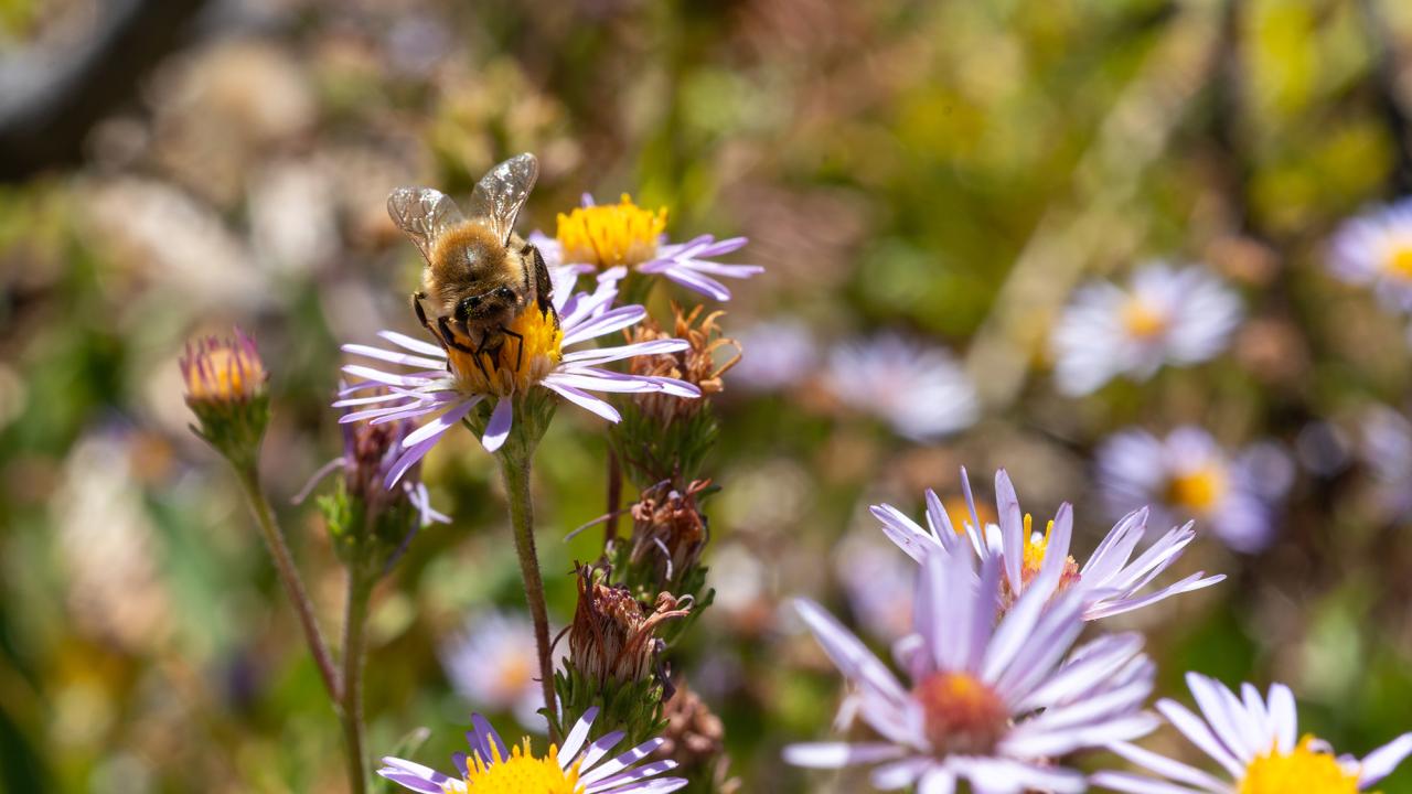 A bee sits on a flower with light mauve petals and a yellow center. Other flowers are in the same frame and more flowers out of focus in the background. 