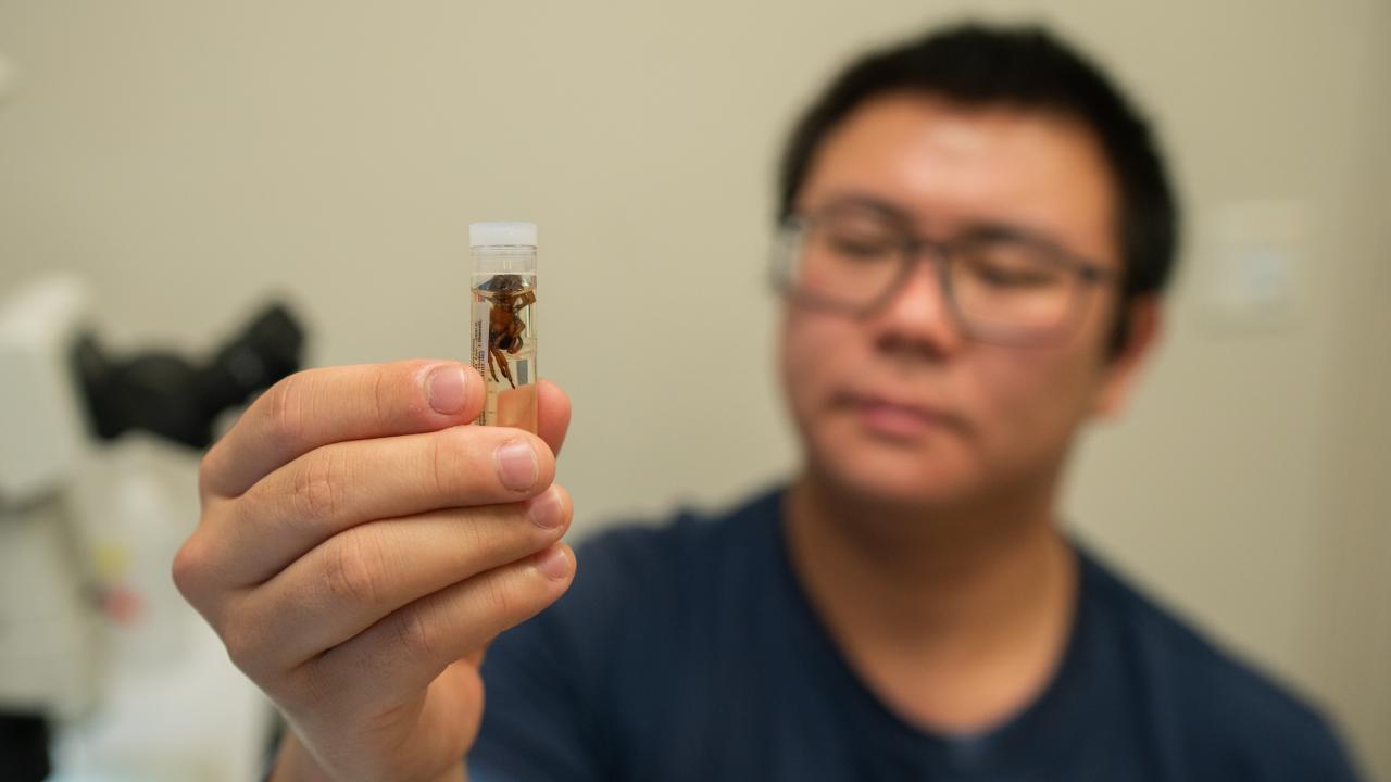 In a laboratory setting, a young man wearing glasses is on the right side of the image and out of focus. He is holding a spider inside a vial, which is in focus to the viewer. He will inspect this spider under a microscope. 