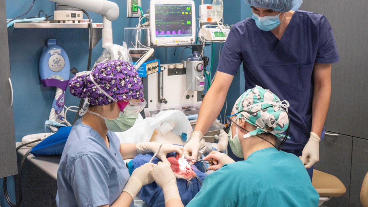 Three people in surgical masks and smocks use tools to work inside the mouth of a patient