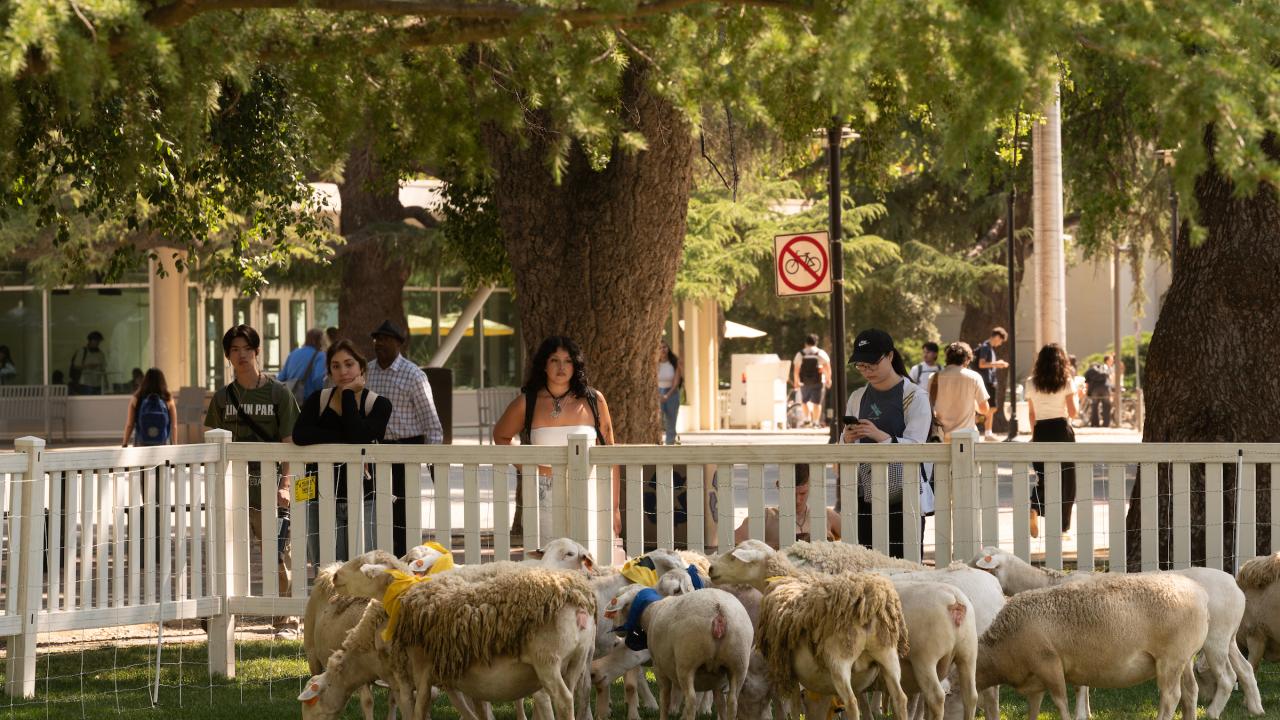 UC Davis Sheepmowers grazed the quad this first week of June. This was the first time the herd visited the quad, even though they’ve visited many other fields on campus and throughout the region. (Gregory Urquiaga/UC Davis)