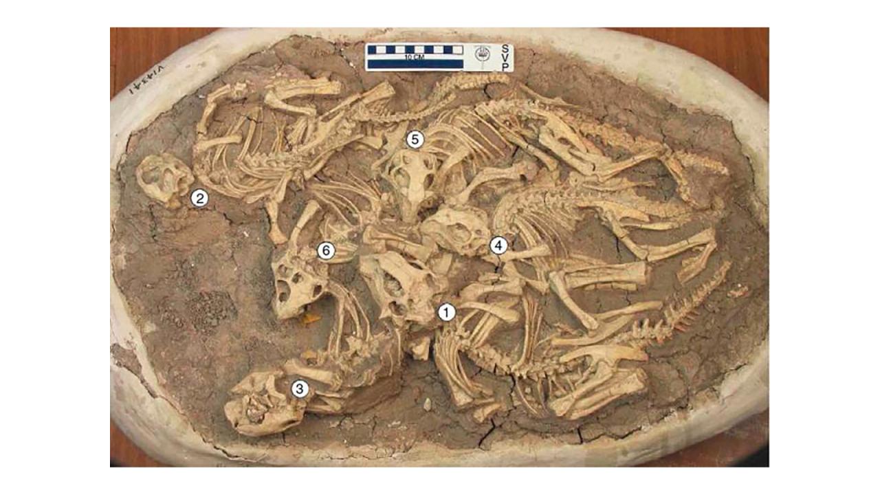 Fossil dinosaur skeletons tangled together 