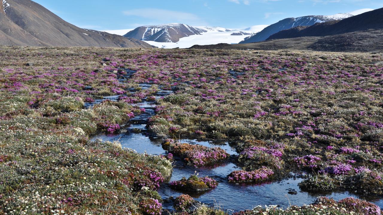A shallow stream runs through purplish-pink flowers and green plants on the Canadian Arctic. A snowy mountain is in the background.
