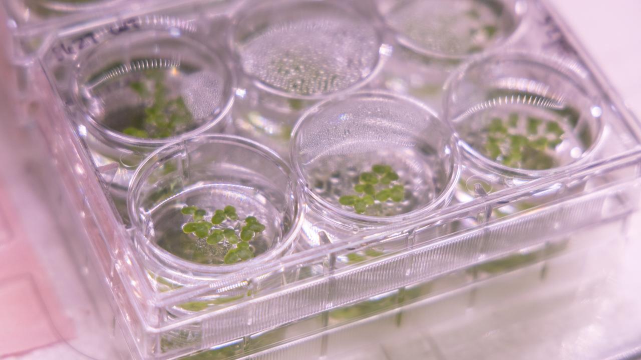 A translucent plastic tray with six round wells containing small green plants. 