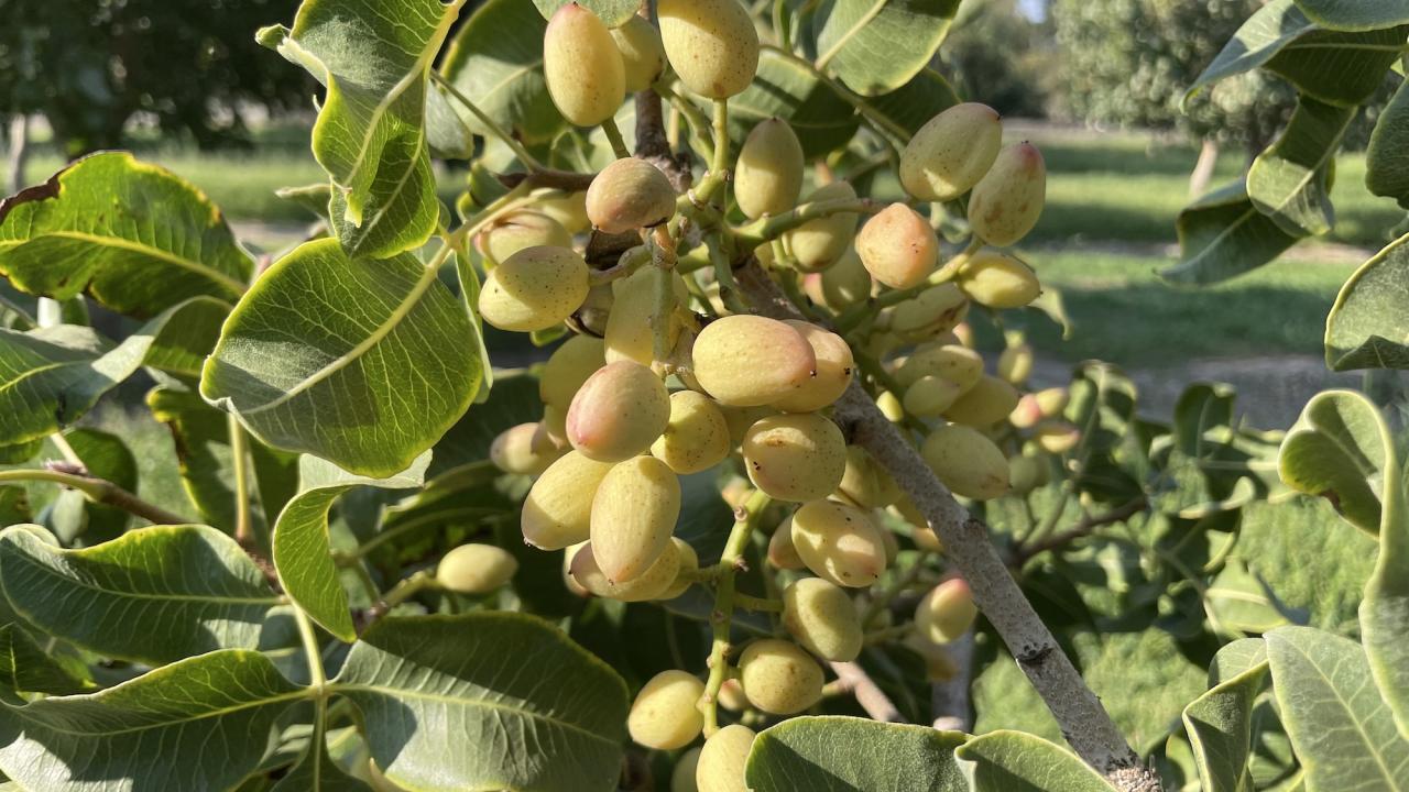 Close up view of pistachios growing in a cluster on a tree. Researchers have generated the most comprehensive genome sequence of the pistachio, allowing plant breeders to create better varieties. (Bárbara Blanco-Ulate / UC Davis)