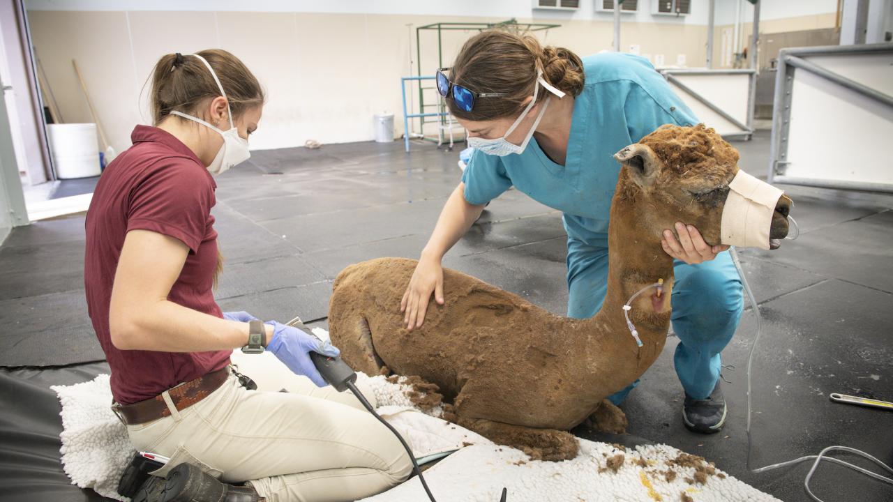 Two veterinarians examine a brown alpaca with burn injuries from LNU Lightning Complex Fire in 2020. (UC Davis School of Veterinary Medicine)