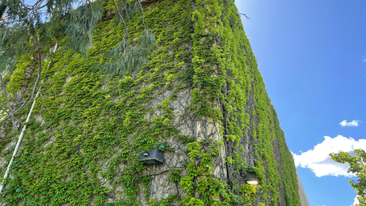 Boston ivy vines grow over the surface of a building