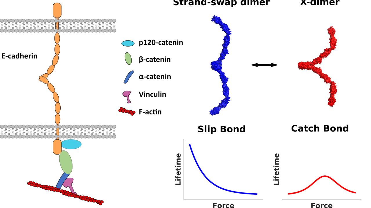 Diagram of how cadherins work 